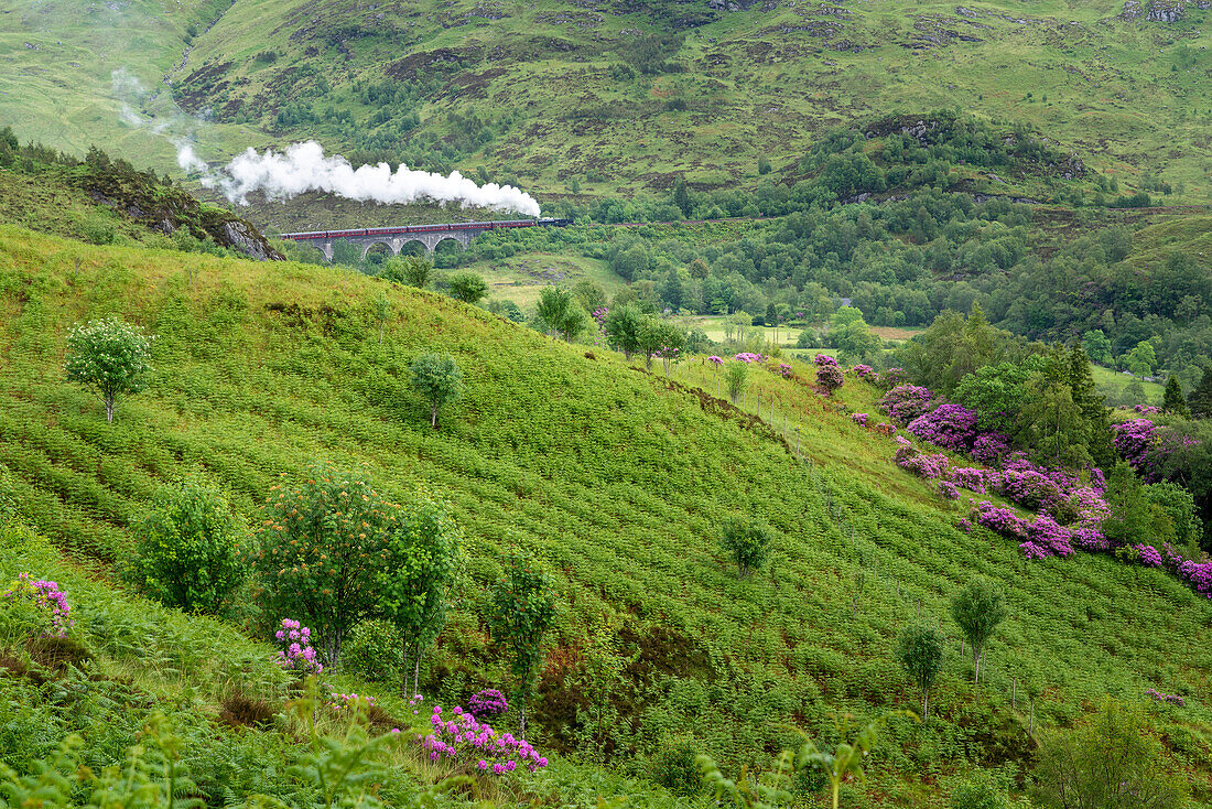 The Jacobite Train, made famous by Harry Potter movies, passes over the Glenfinnan Viaduct in Glenfinnan, Scotland; Glenfinnan, Inverness-shire, Scotland