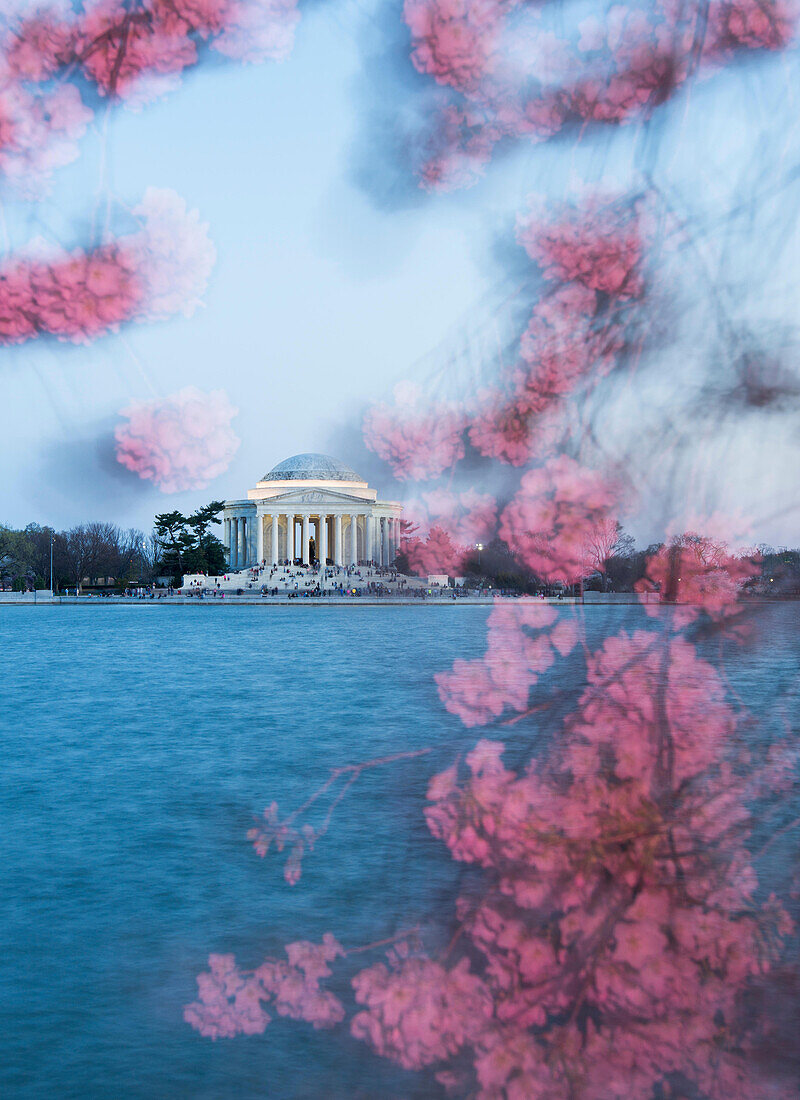 Das Thomas Jefferson Memorial wird bei Sonnenuntergang von Kirschblüten umrahmt.