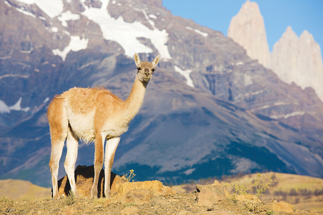 Portrait eines Guanakos (Lama guanicoe) mit Blick in die Kamera, Torres del Paine National Park; Patagonien, Chile