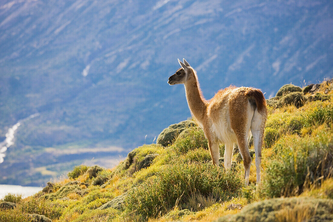 Portrait of a guanaco (Lama guanicoe) looking into the distance, Torres del Paine National Park; Patagonia, Chile