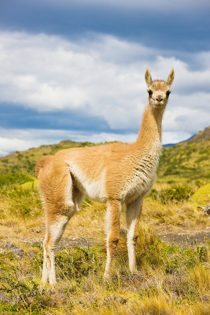 Portrait of a guanaco (Lama guanicoe) looking at camera, Torres del Paine National Park; Patagonia, Chile