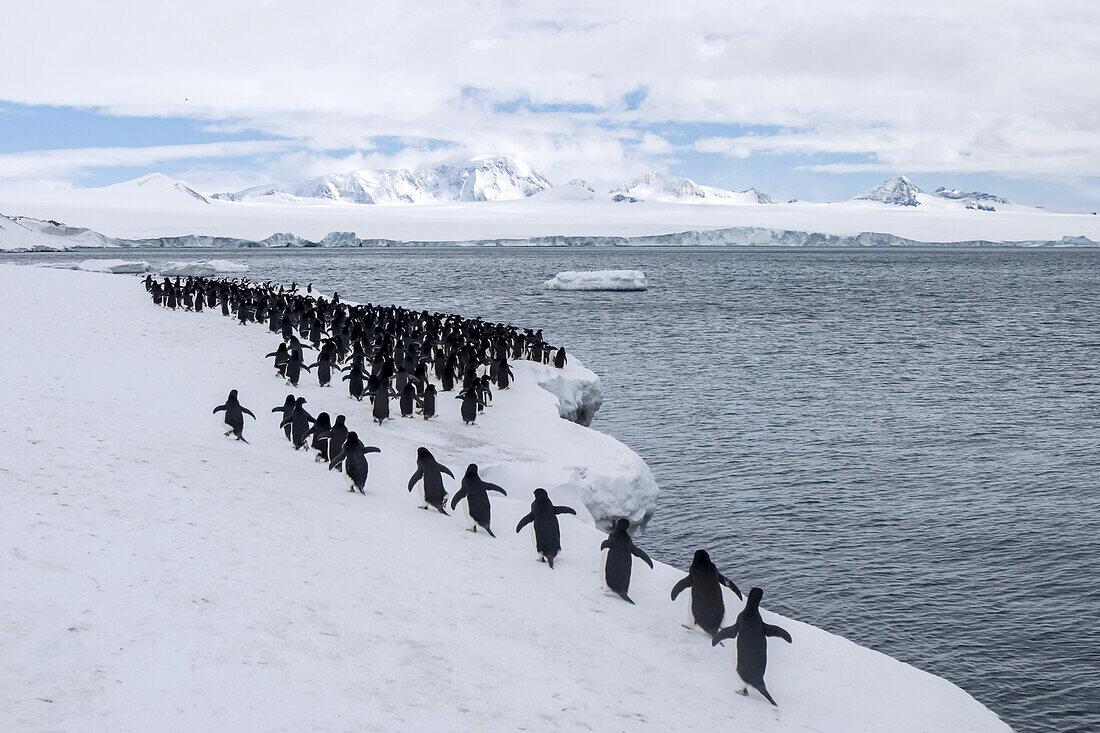 Adeliepinguine (Pygoscelis adeliae) gehen in einer Reihe.