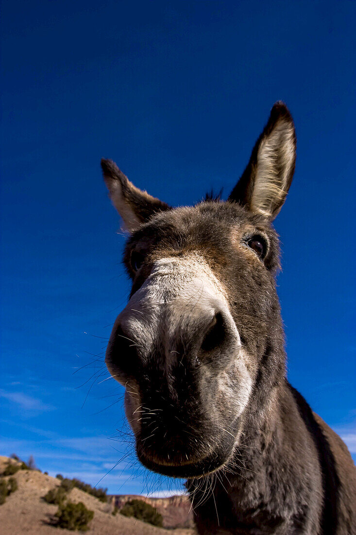 A portrait of a burro in New Mexico.