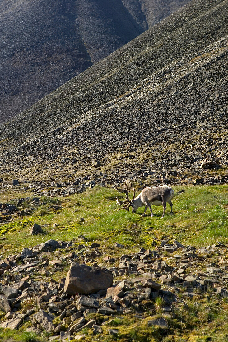Ein Spitzbergen-Rentier weidet in der felsdurchsetzten Tundra.