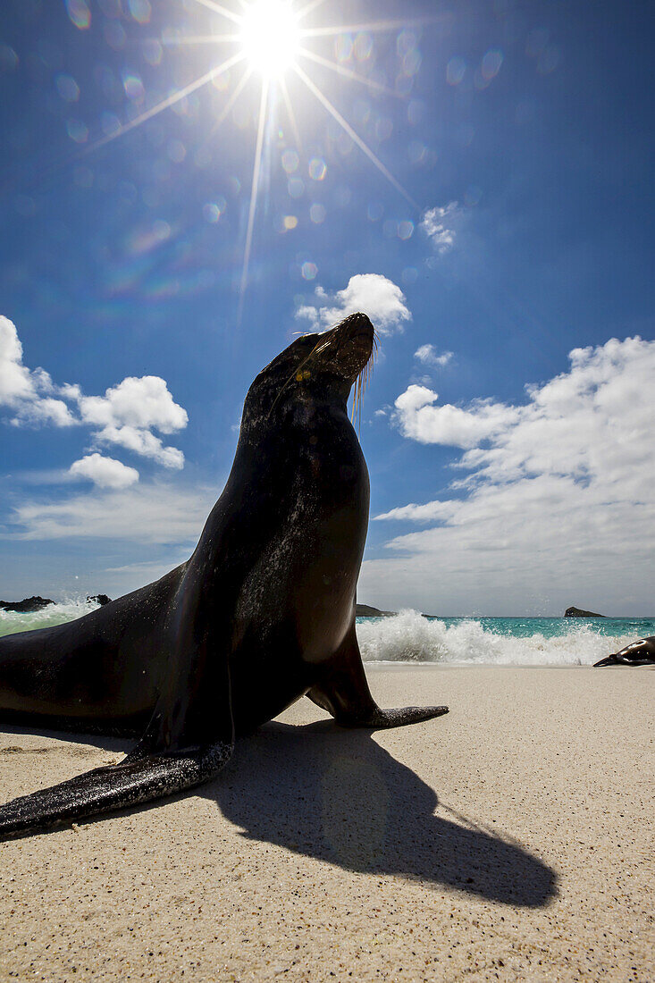 Ein Galapagos-Seelöwe, Zalophus wollebaeki, an einem Strand im Sonnenlicht.