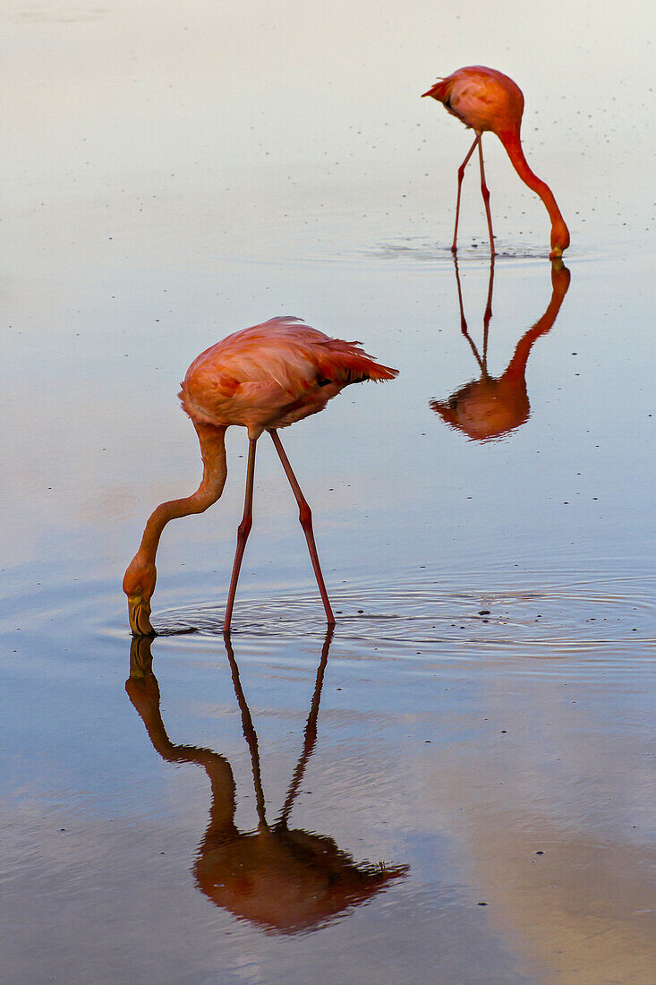 Pink flamingos lean down for a drink of water.