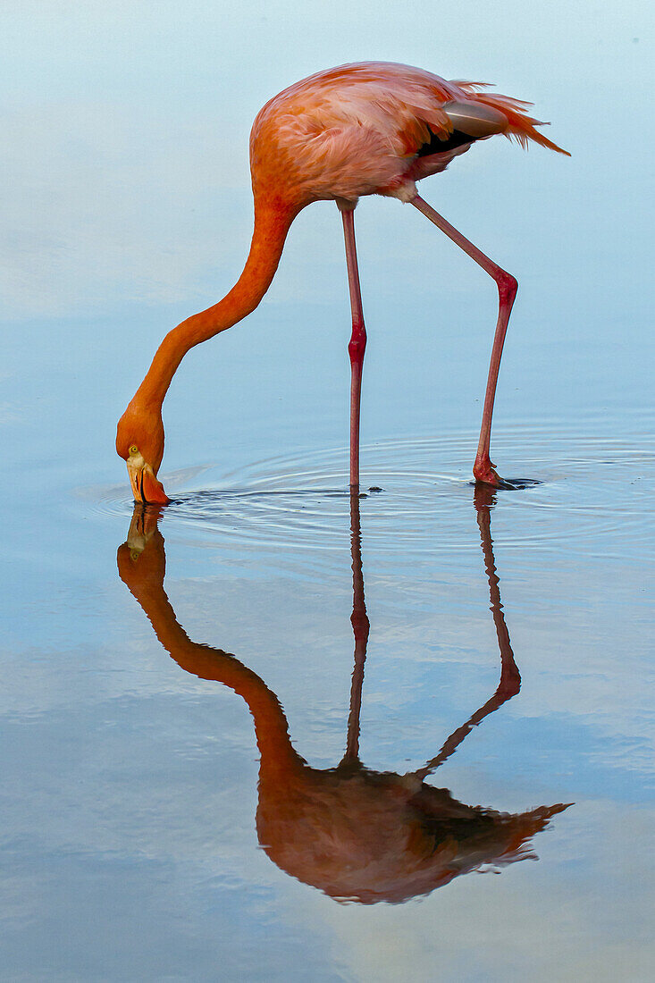 A pink flamingo lean down for a drink of water.