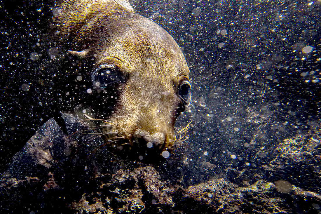 Nahaufnahme eines Galapagos Seelöwen unter Wasser.