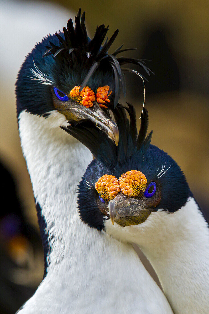 Close portrait of two blue-eyed shags.