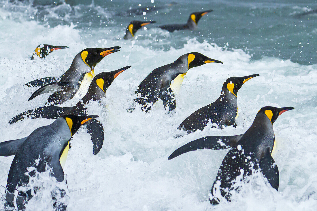 King penguins head into the surf.