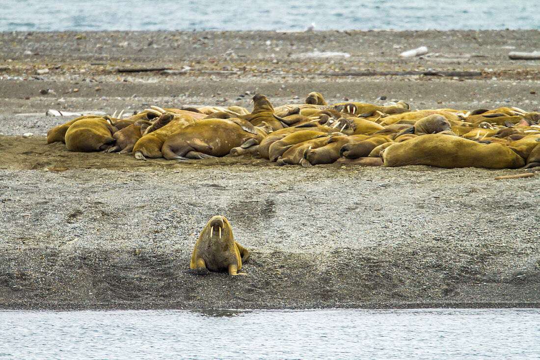 A group of Atlantic walrus relax on a beach.
