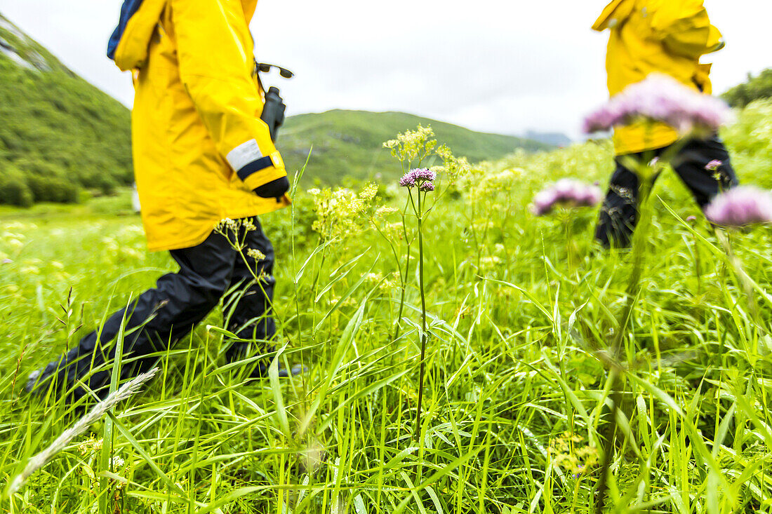 Two hikers in bright yellow raincoats trek in tall green grass.