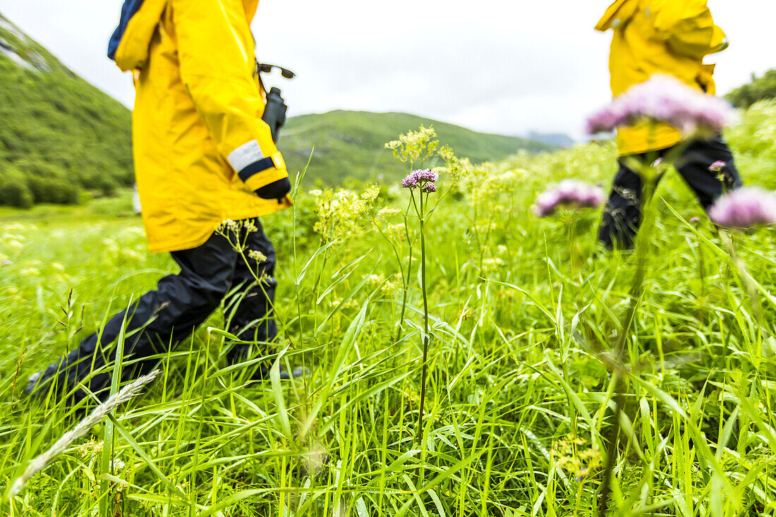 Zwei Wanderer in leuchtend gelben Regenmänteln wandern im hohen grünen Gras.