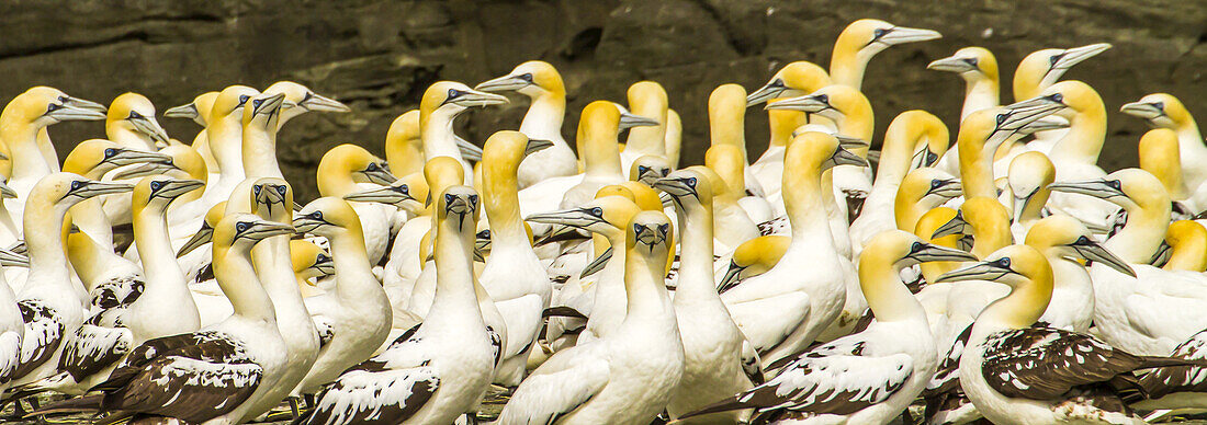 A flock of northern gannets huddle together in a rookery.