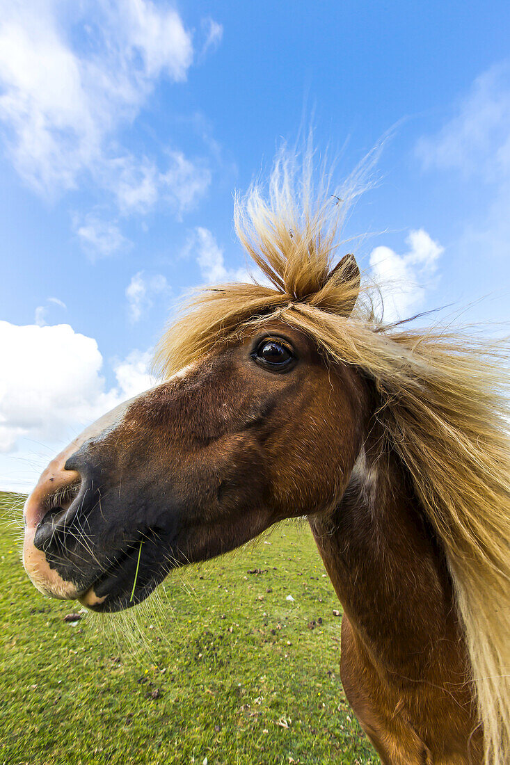 Close up portrait of a Shetland pony.