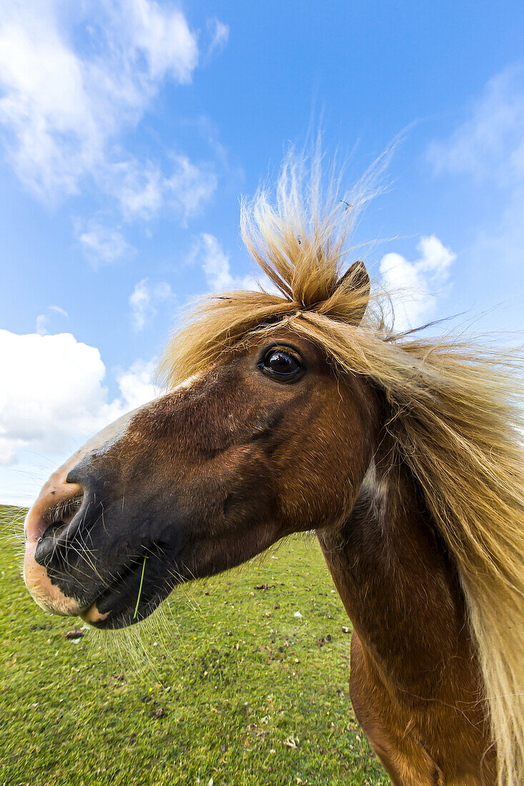 Nahaufnahme eines Shetlandponys.