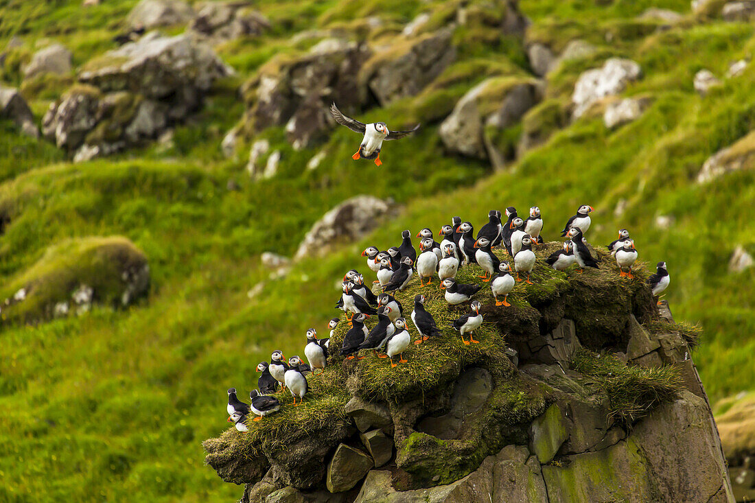 A flock of Atlantic puffins perch on a cliff.