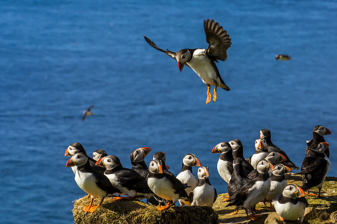 An Atlantic puffin approaches a flock on a cliff.