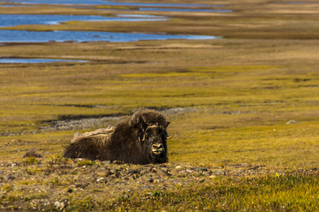 A musk ox relaxes in a field.