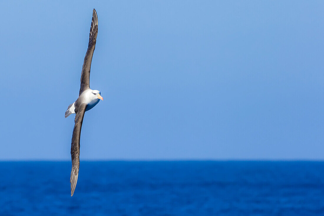 Ein Schwarzbrauenalbatros im Flug über blauem Wasser in der Drake Passage, Antarktis.