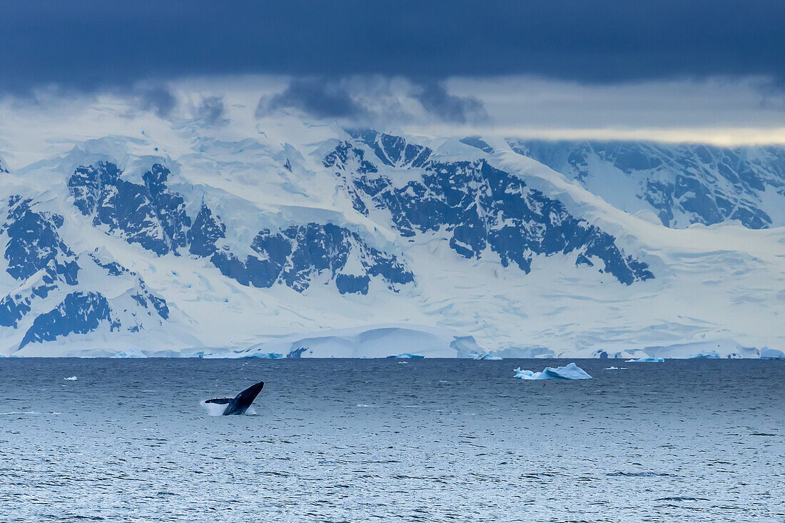 A Humpback Whale exhibiting breaching behavior near Cuverville Island, Antarctica.