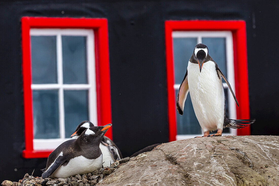 Gentoo Penguins on rocks in front of a building with red window frames in Port Lockroy at British Base A in Antarctica.