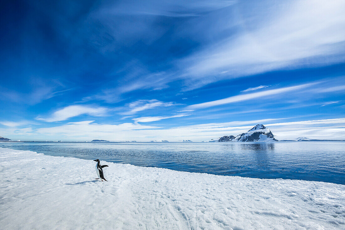 Ein Adeliepinguin spaziert auf Packeis im Active Sound nahe dem Weddellmeer in der Antarktis.