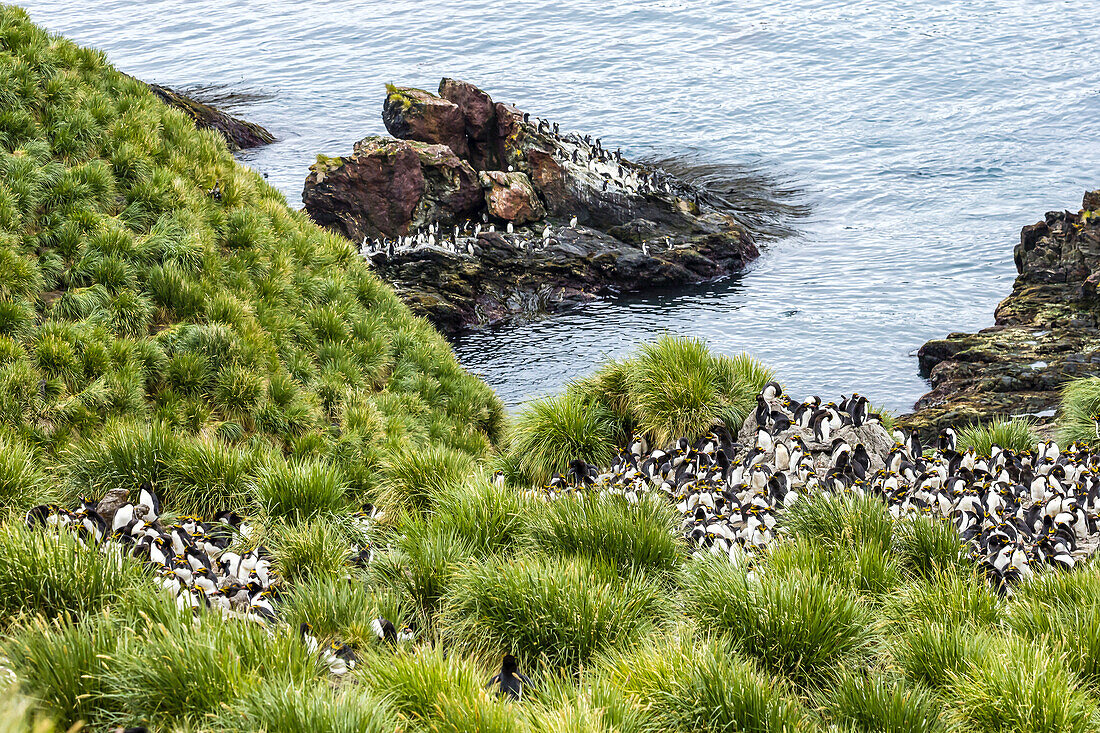 A nesting colony of Macaroni Penguins on a hill near Cooper Bay in South Georgia, Antarctica.