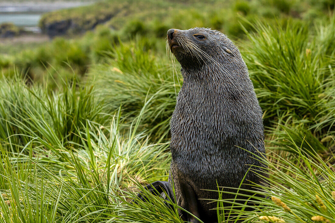 An Antarctic Fur Seal near Cooper Bay in South Georgia, Antarctica.