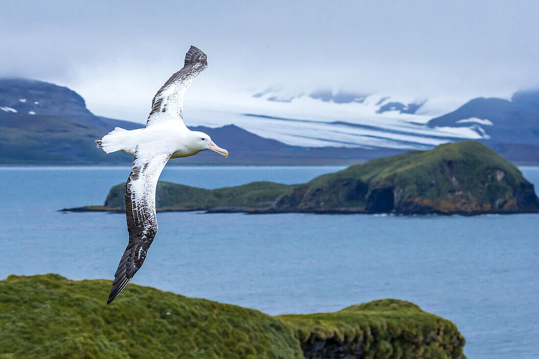 Ein Wanderalbatros im Flug nahe der Prion Insel in Südgeorgien, Antarktis.