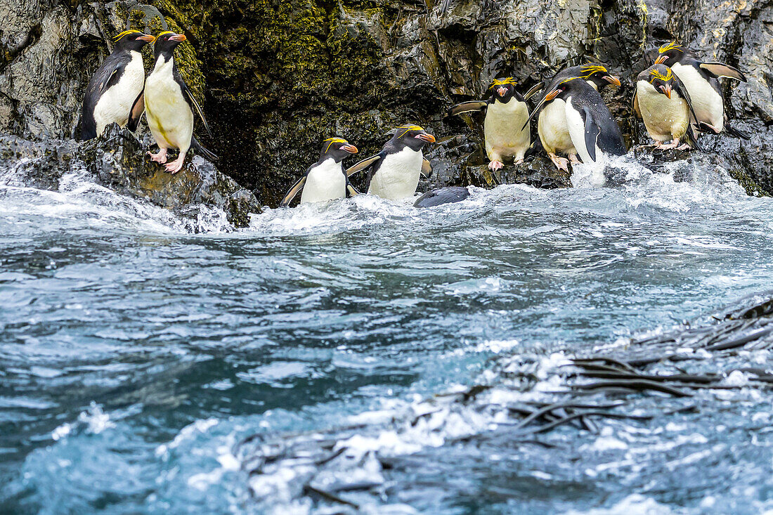 Macaroni Penguins in the surf zone near Elsehul Bay in South Georgia, Antarctica.