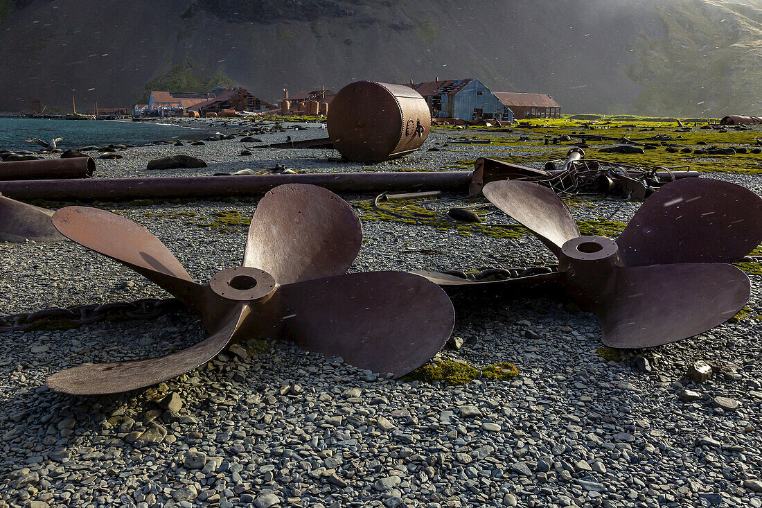 Schiffspropeller und Antarktische Pelzrobben in einer historischen Walfangstation in Stromness, Südgeorgien, Antarktis.