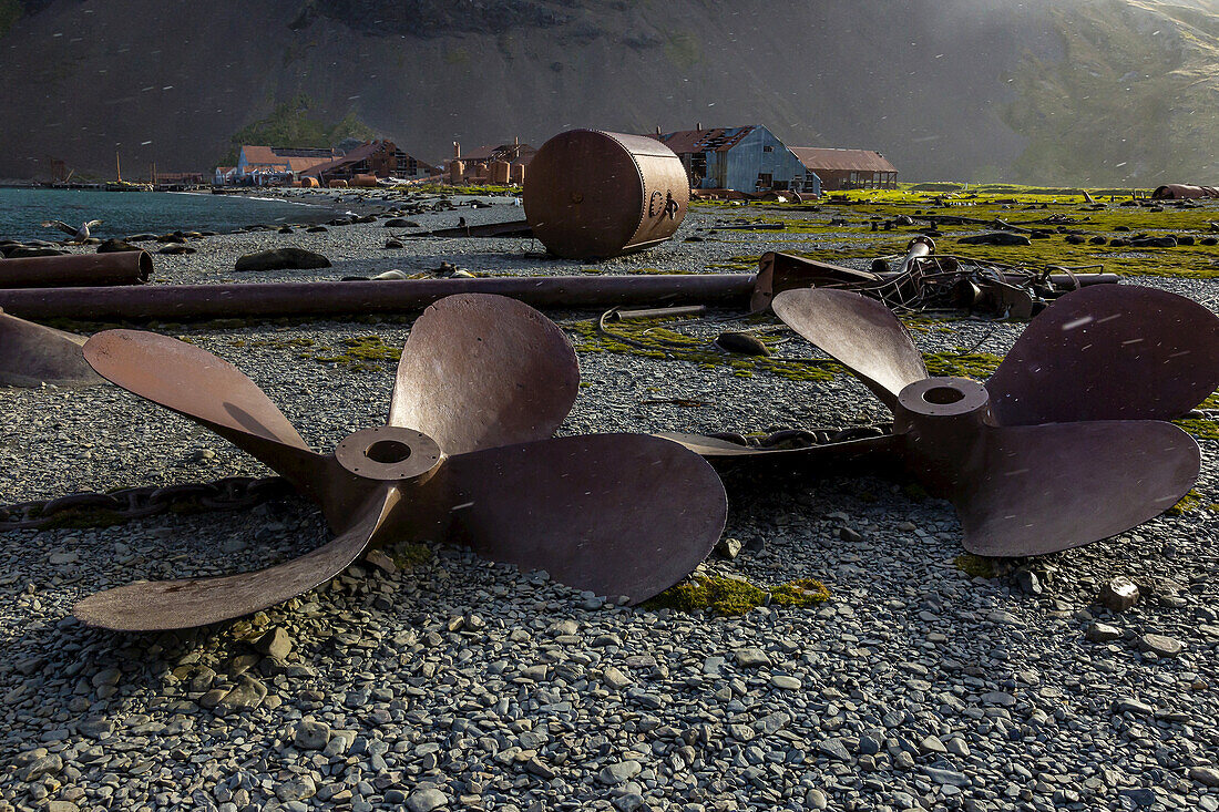 Ship propellers and Antarctic Fur Seals at a historic whaling station in Stromness, South Georgia, Antarctica.