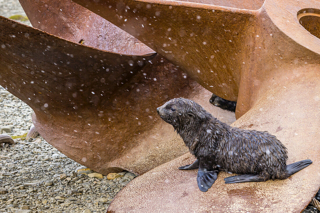 An Antarctic Fur Seal sits on a ship propeller at a historic whaling station in Stromness, South Georgia, Antarctica.