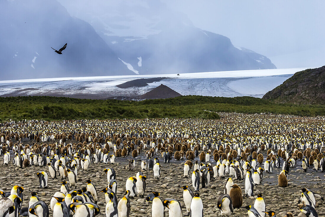 Eine Kolonie von Königspinguinen vor einem Gletscher in Südgeorgien, Antarktis.