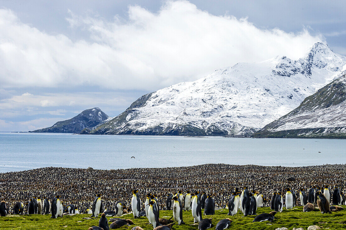 Eine nistende Kolonie von Königspinguinen auf den Salisbury Plains in Südgeorgien, Antarktis.
