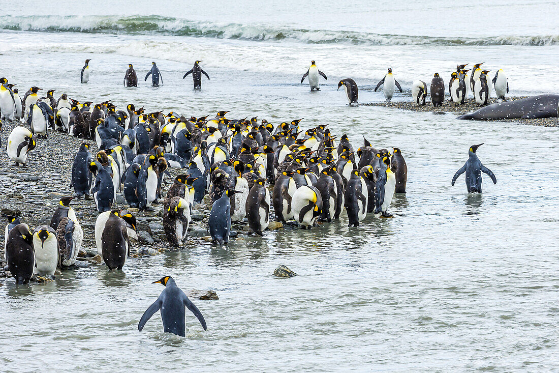 Königspinguine watend in der Nähe der St. Andrews Bay in Südgeorgien, Antarktis.