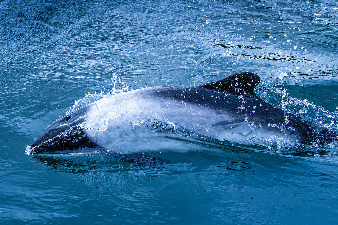 Eine Seitenansicht eines Comerson's Dolphin beim Schwimmen in der Nähe von Carcass Island auf den Falklandinseln.