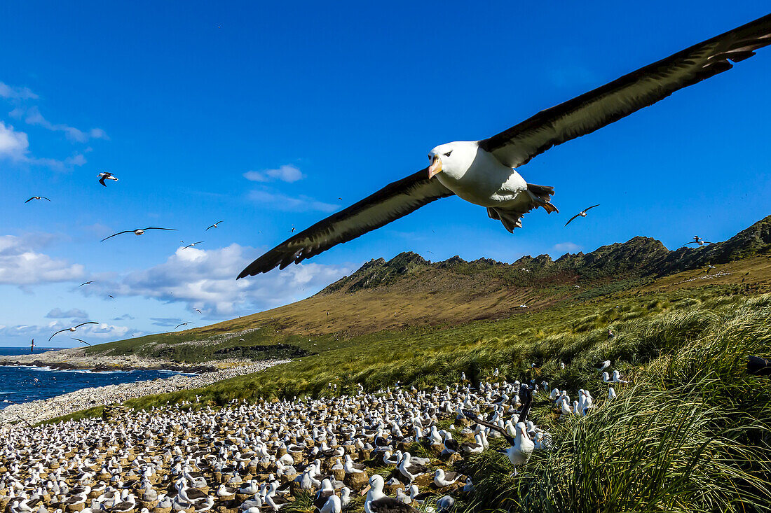 Eine Nahaufnahme eines Schwarzbrauenalbatrosses im Flug auf Steeple Jason Island auf den Falklandinseln.