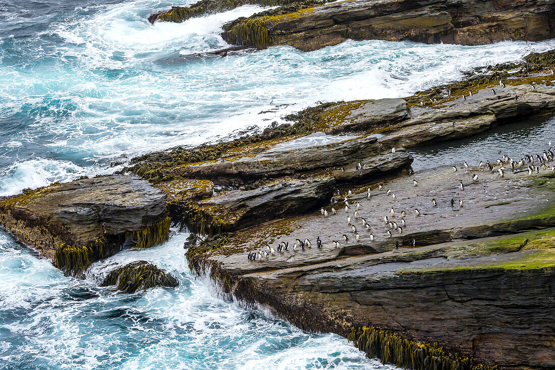 Rockhopper Penguins braving the Surf Zone in the Falkland Islands.