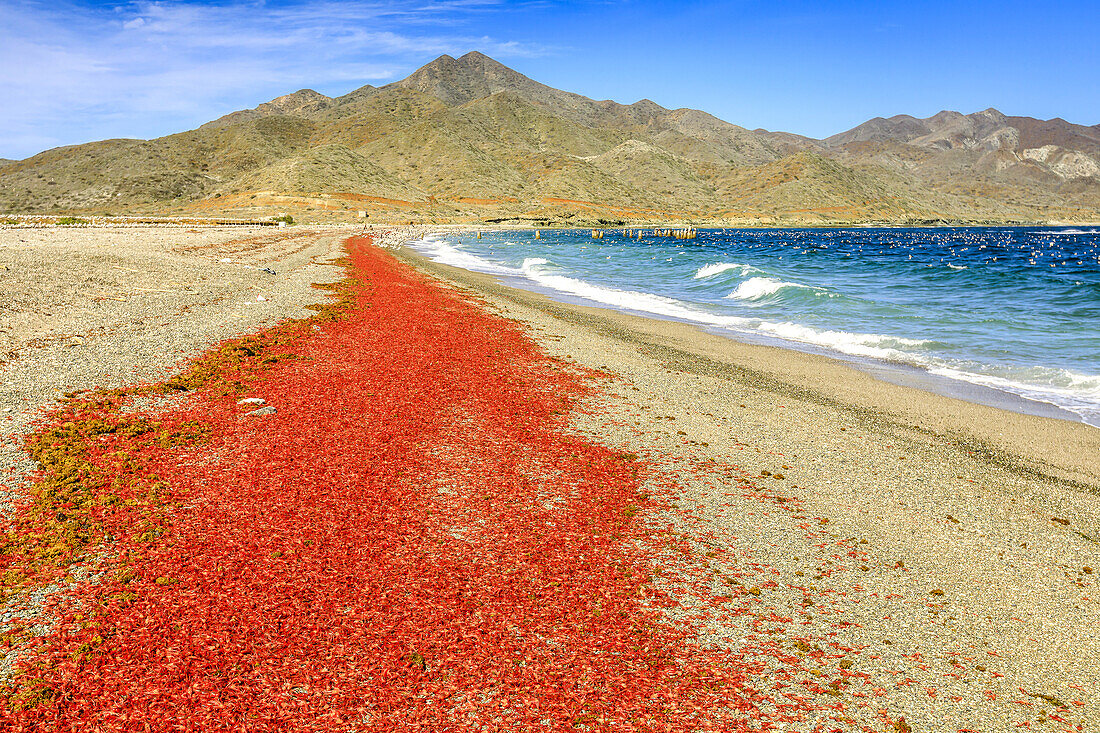Rote pelagische Krebse werden auf der Insel Magdalena an Land gespült.