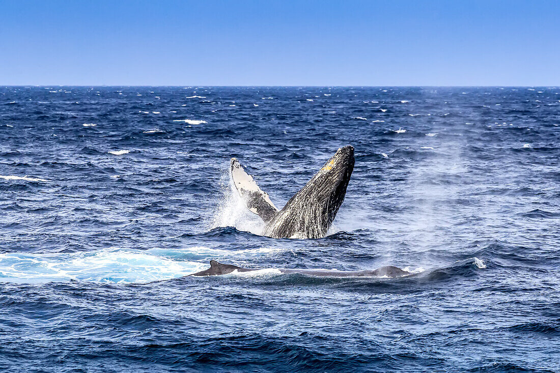 Breaching behavior of a humpback whale, Megaptera novaeangliae.