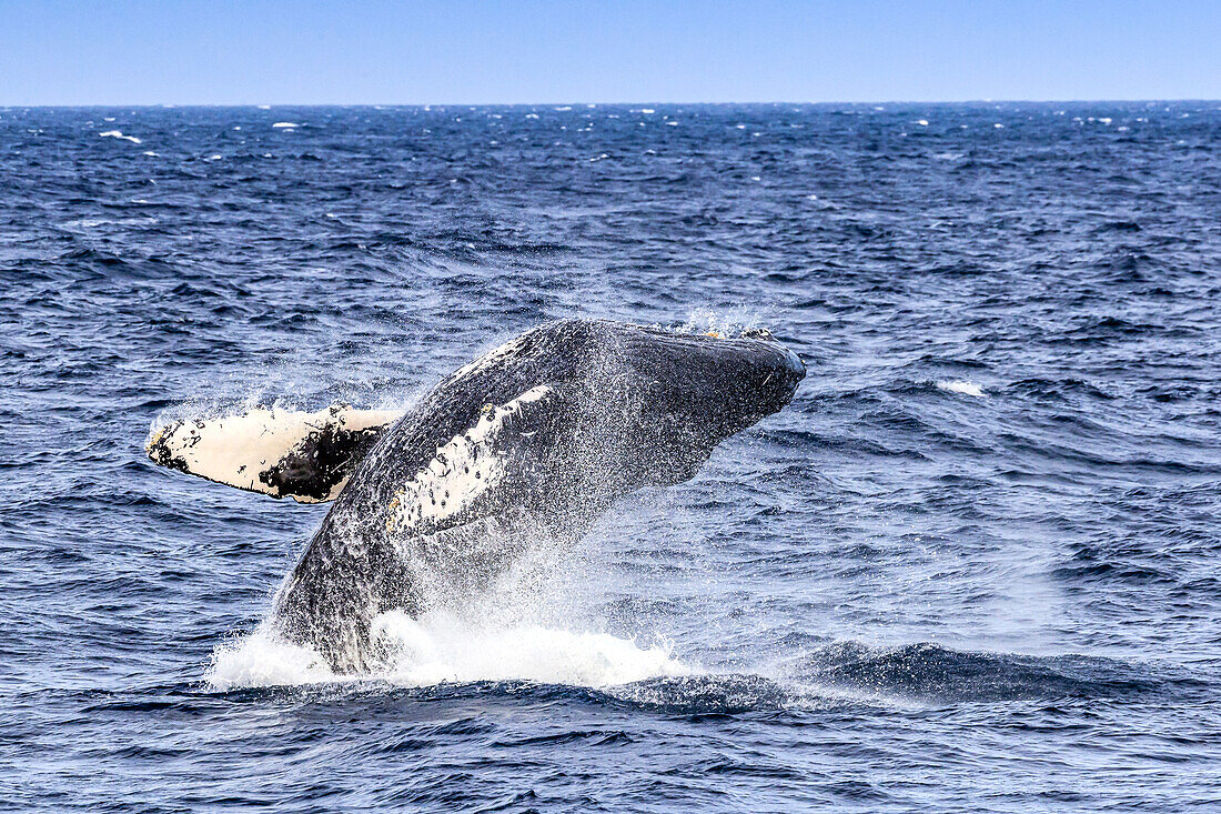 Breaching behavior of a humpback whale, Megaptera novaeangliae.