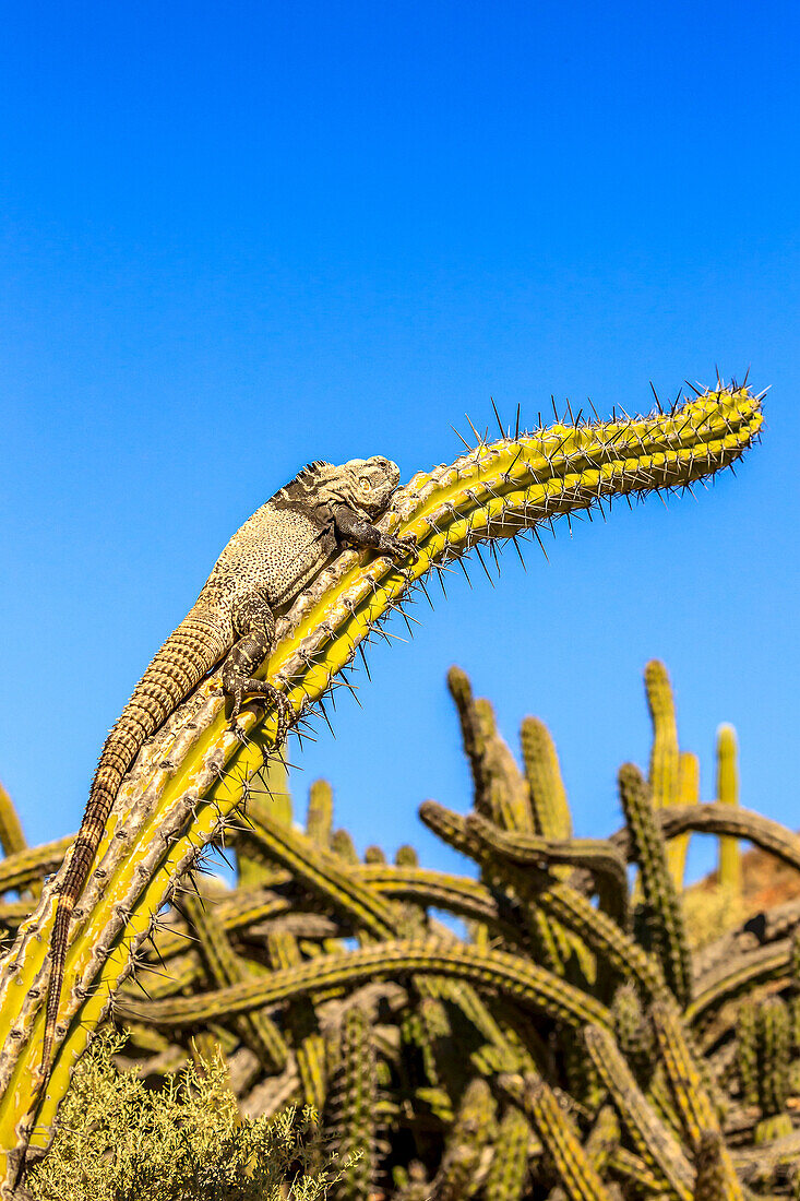 San Esteban spiny-tailed iguana, Ctenosaura conspicuosa, warming on a galloping cactus.
