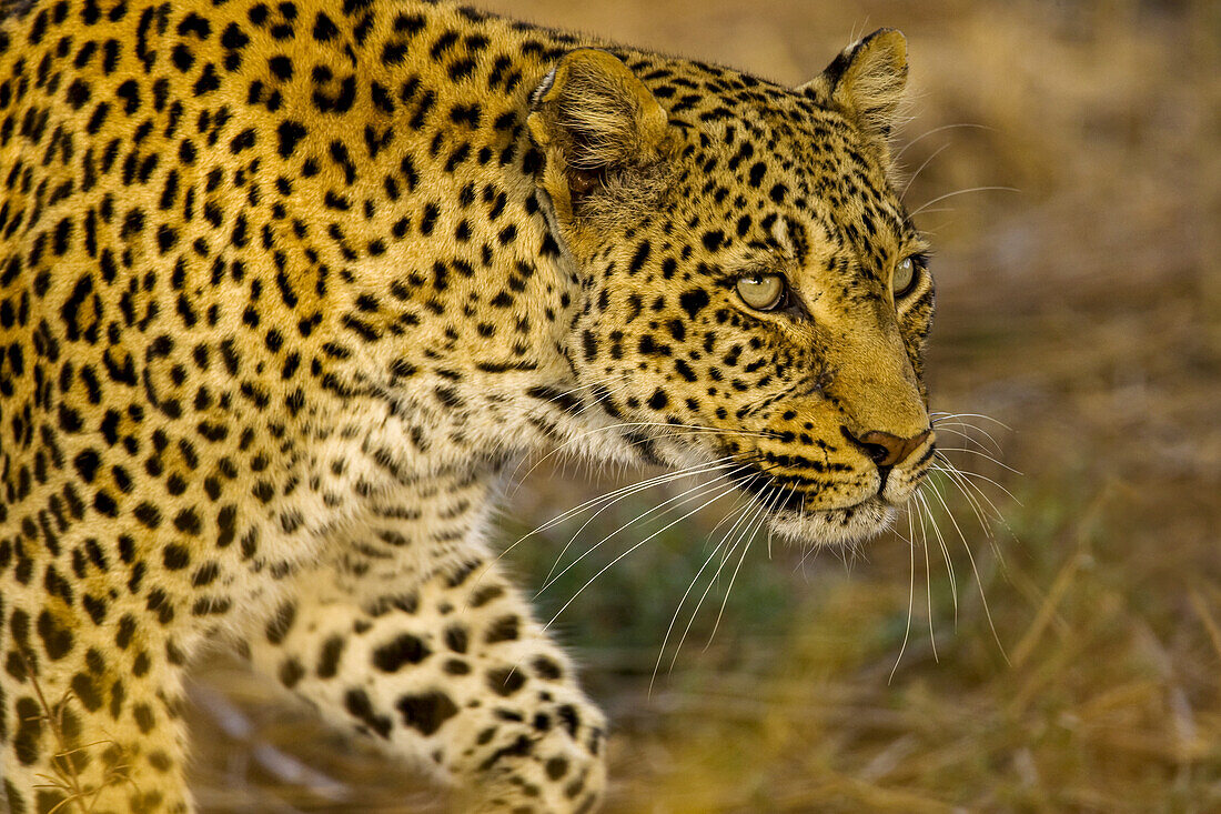Ein Leopard, Panthera pardus, auf dem Streifzug.
