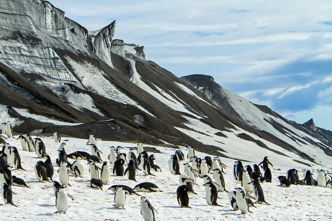 A colony of chinstrap penguins on a snowy mountainside.