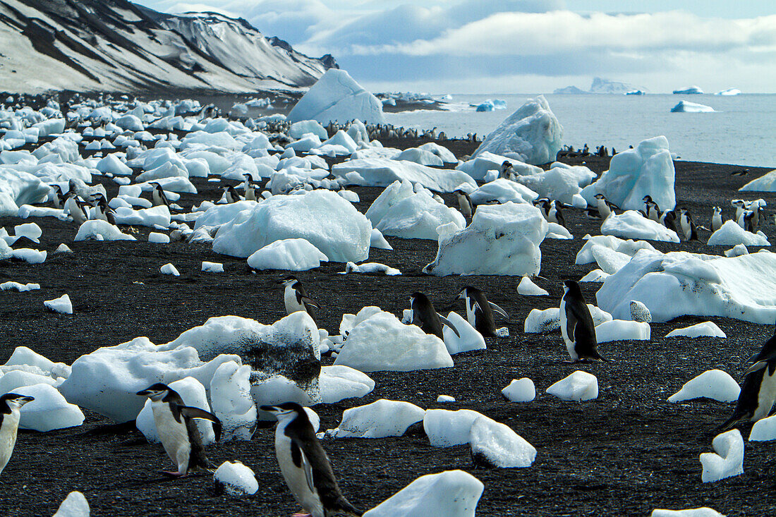 Ice and chinpstrap penguins on a beach.