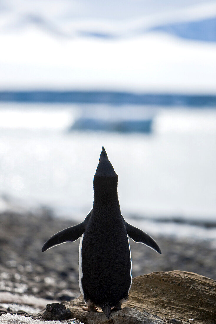 Rear view of an Adelie penguin.