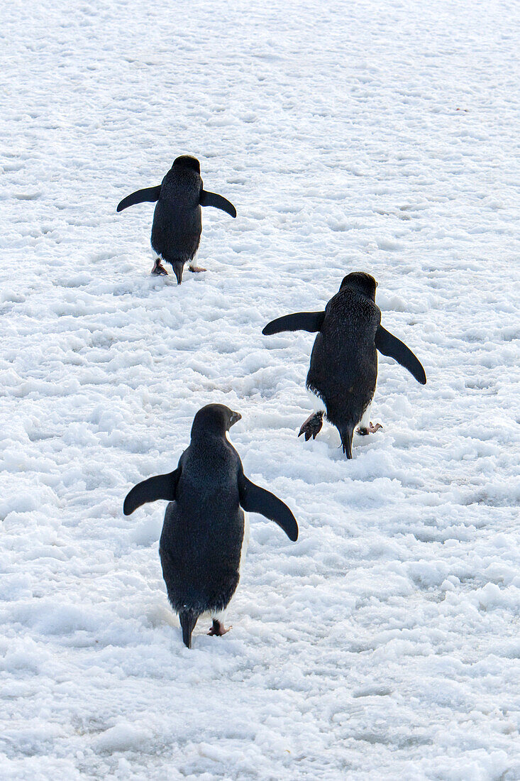 Rear view of Adelie penguins walking in snow.