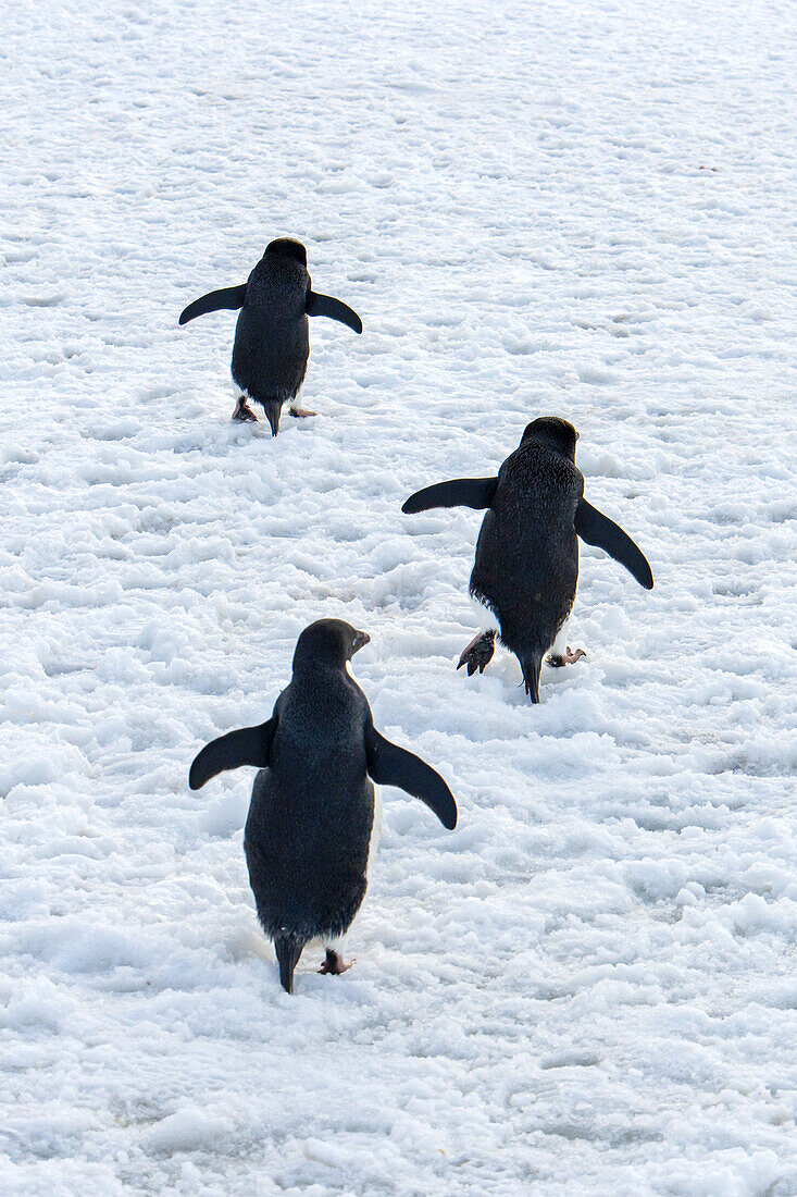 Rückansicht von Adeliepinguinen beim Spaziergang im Schnee.